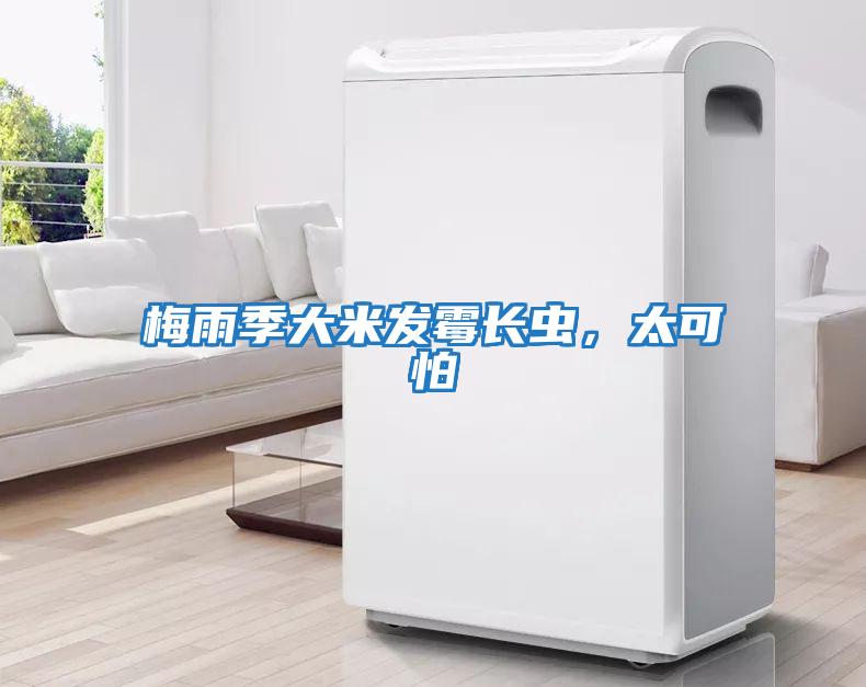 梅雨季大米發霉長蟲，太可怕