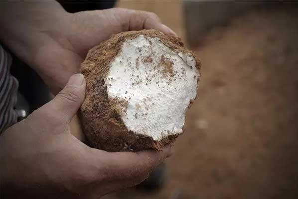 茯苓干燥易碎裂吸濕怎么辦？茯苓烘干機(jī)助力企業(yè)規(guī)?；a(chǎn)!