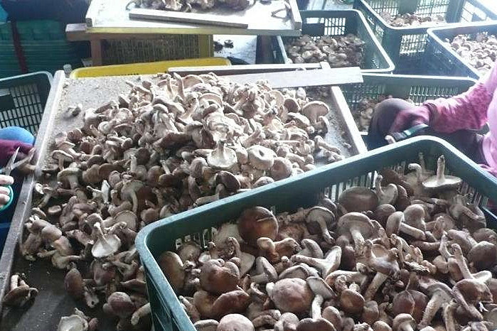 香菇烘干機(jī)專(zhuān)注蘑菇低成本智能烘干!